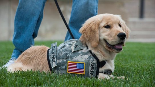 VA Service Dogs