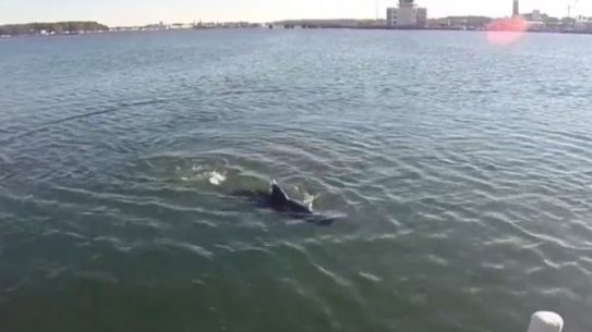 GhostSwimmer Drone Shark U.S. Navy