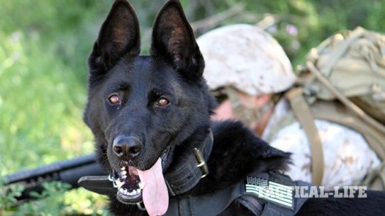 military working dog IED training