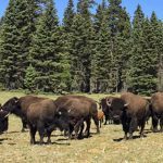 grand canyon bison herd