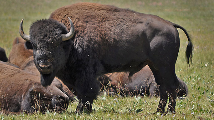 grand canyon bison herd closeup