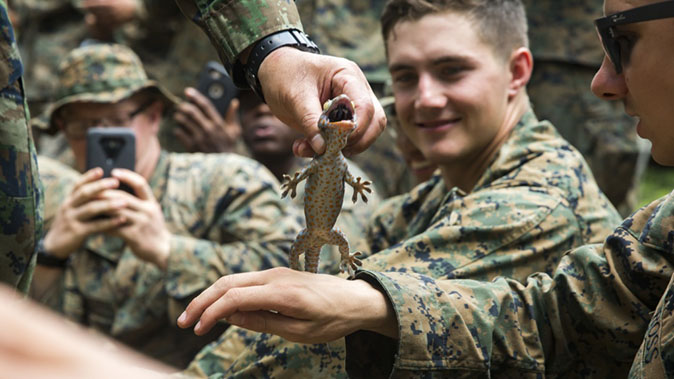 marines cobra gold gekko